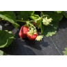 Agro tekstilė 100 g/m2 1,05x100 m
